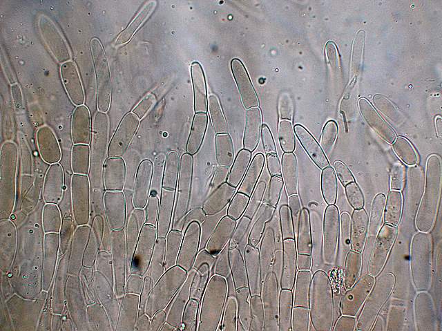Camarophyllopsis atrovelutina  (Romagn.)  Argaud